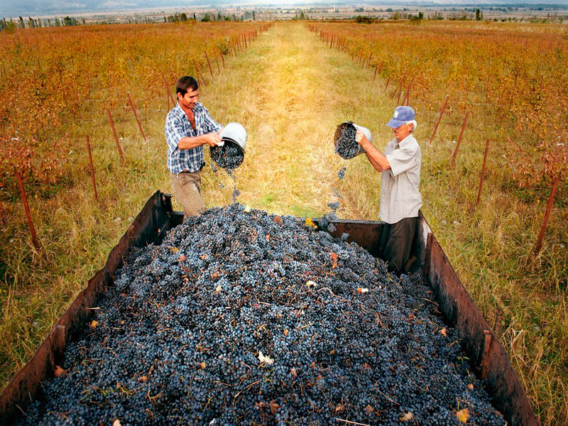 Festivals in Georgia